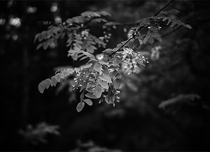 Photo en noir et blanc d'une branche d'acacia.