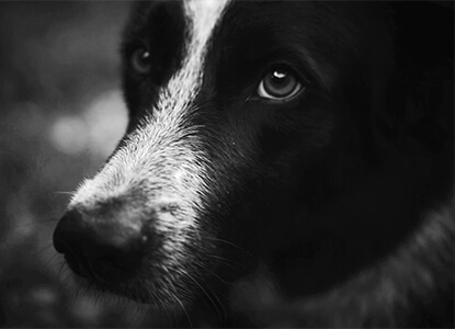 Photo en noir et blanc de la tête d'un chien de la race border collie.